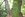 arbre23 Platane