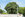 arbre10 Cèdre bleu de l'Atlas