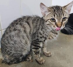Photo d'un(e) EUROPEEN CHATON