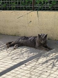 Photo d'un(e) CHARTREUX