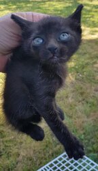 Photo d'un(e) EUROPEEN CHATON