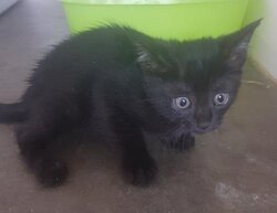 Photo d'un(e) EUROPEEN CHATON