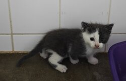 Photo d'un(e) EUROPEEN CHATON