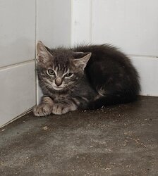 Photo d'un(e) EUROPEEN CHATON