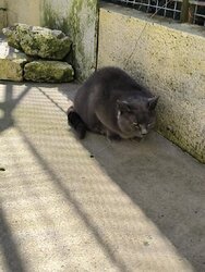 Photo d'un(e) CHARTREUX