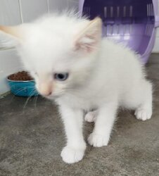 Photo d'un(e) EUROPEEN CHATON