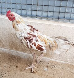 Photo d'un(e) COQ