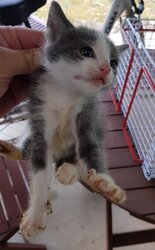Photo d'un(e) EUROPEEN CHATON