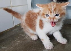 Photo d'un(e) EUROPEEN CHATON
