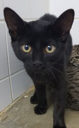 Photo d'un(e) EUROPEEN CHATON