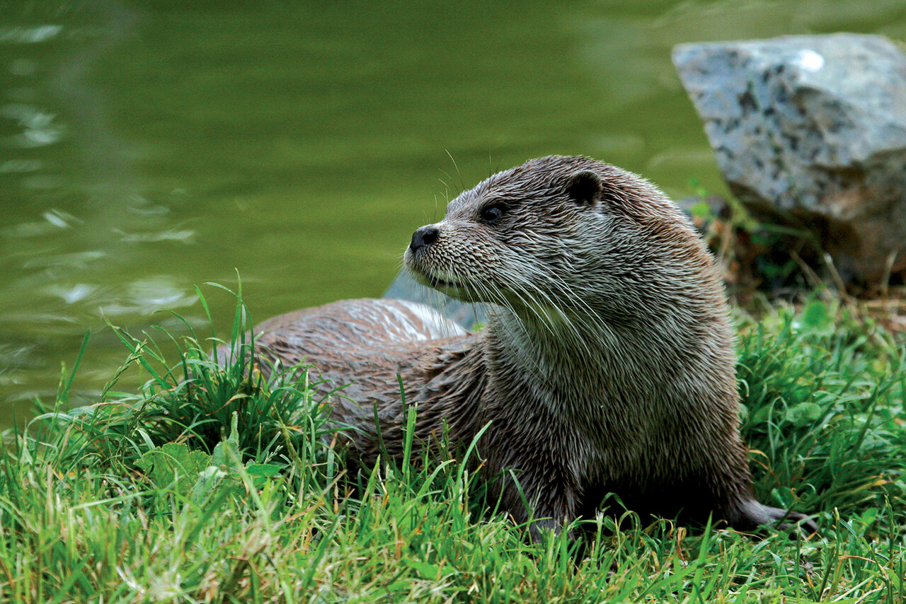 Loutre © B Fillon