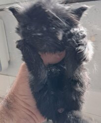 Photo d'un(e) EUROPEEN CHATON