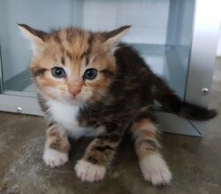 Photo d'un(e) EUROPEEN CHATON
