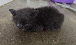 Photo d'un(e) X ANGORA CHATON